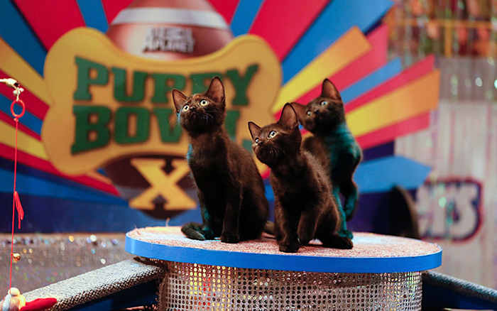 Puppy-Bowl-X-halftime-kittens.jpg